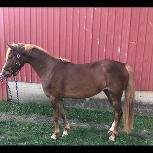 Meet your Posher, Taylor